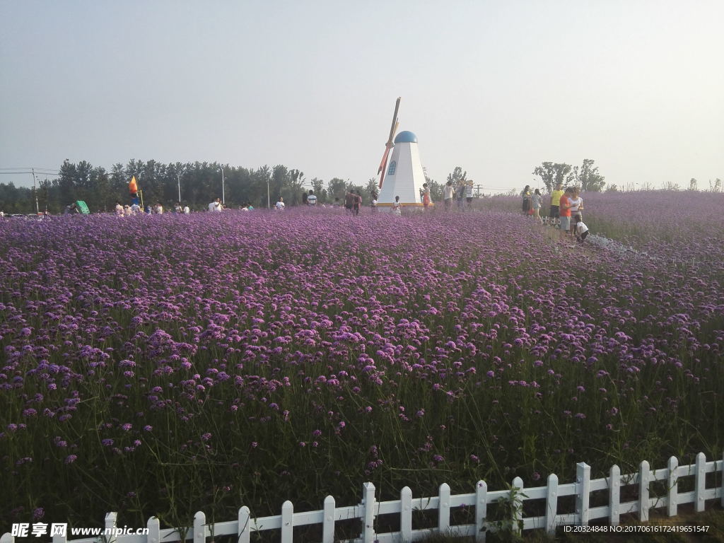 花海风车