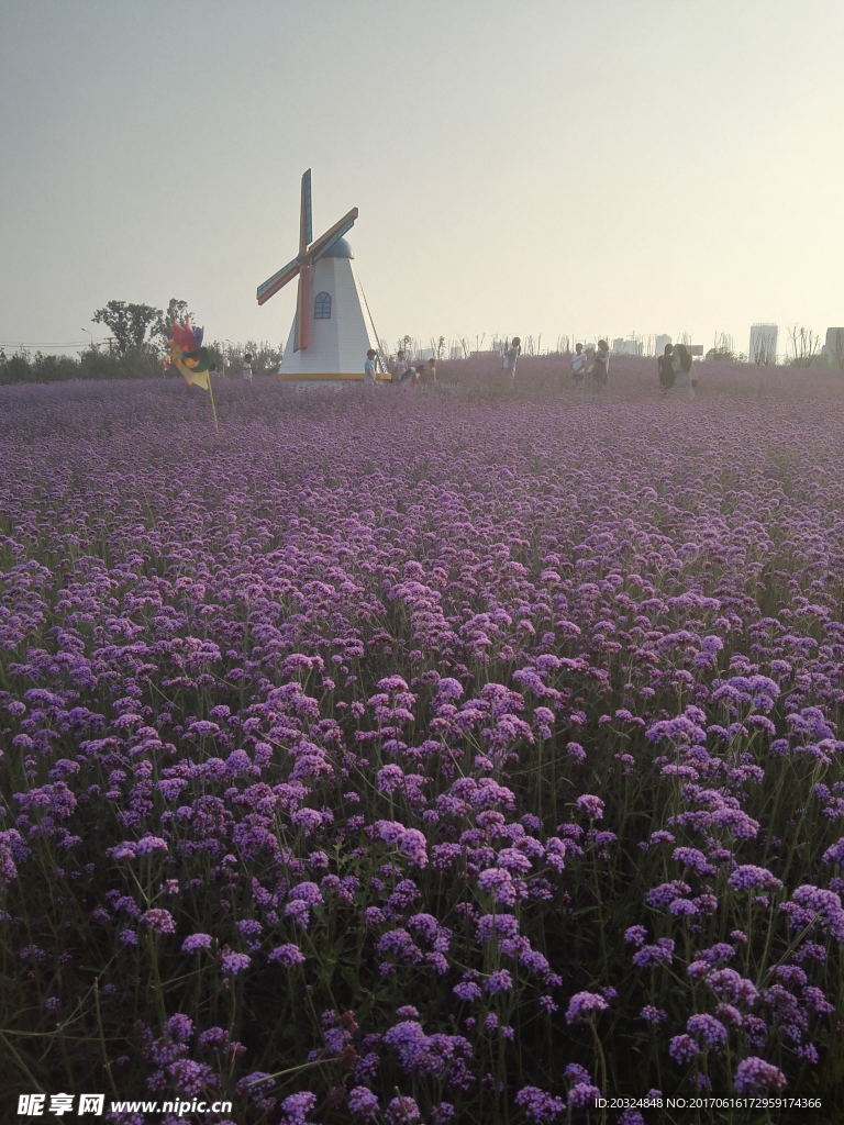 阳光 风车 花海