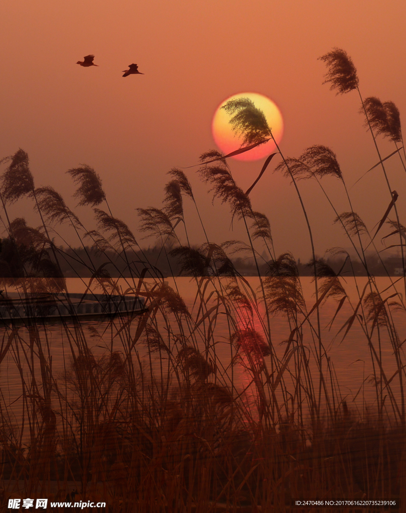 夕阳红