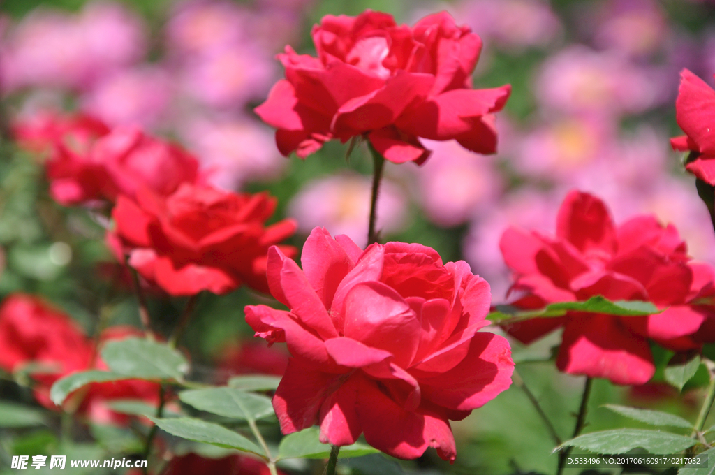 月季花