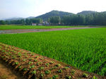 田野