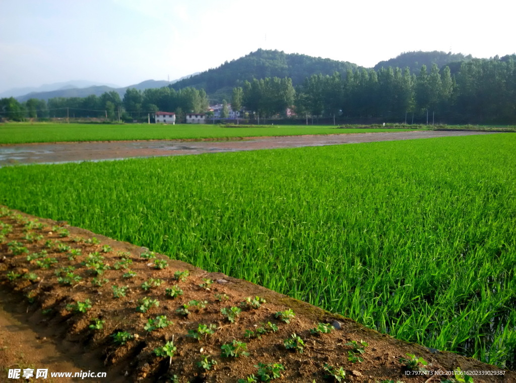 田野