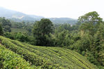 茶山