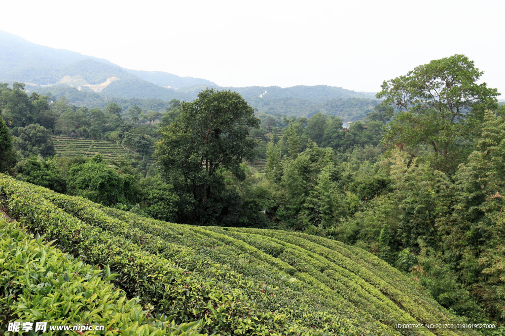 茶山