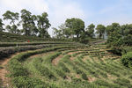 茶山