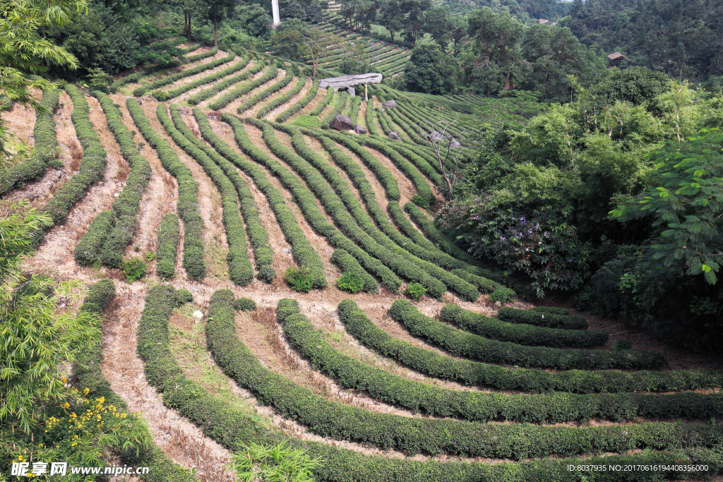 茶山