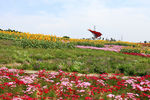 四季花田