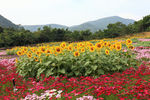 四季花田