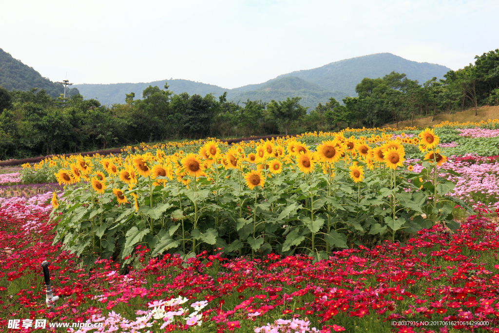 四季花田