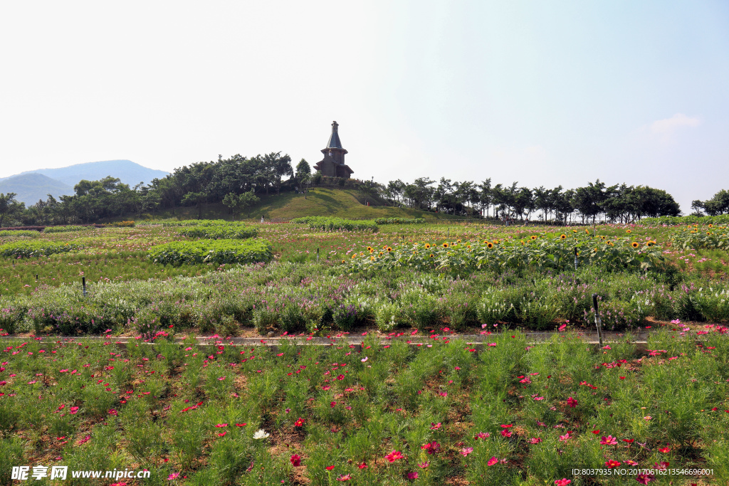 四季花田