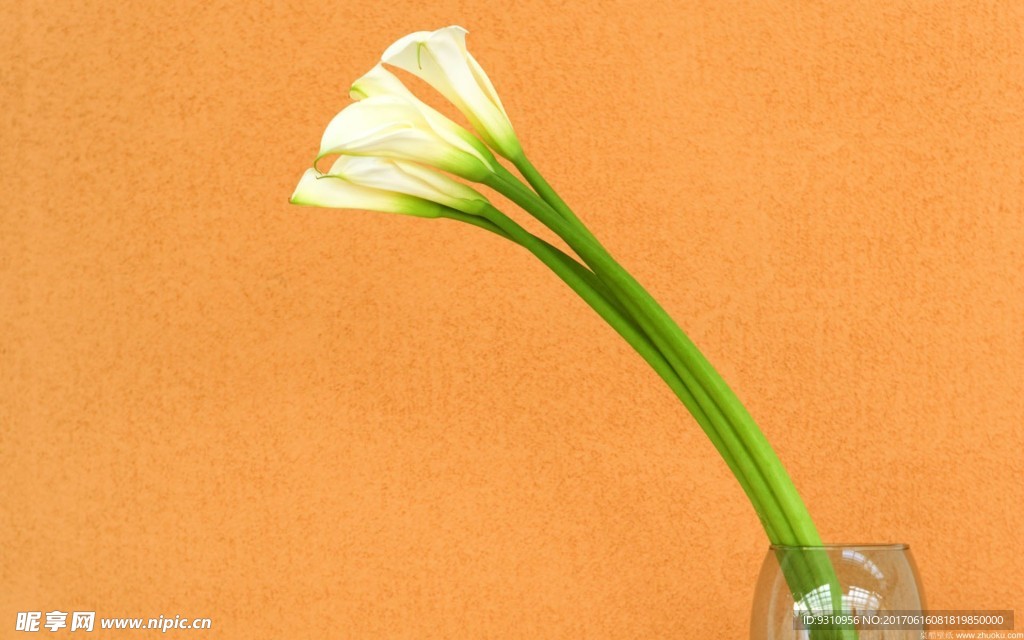 玉簪花
