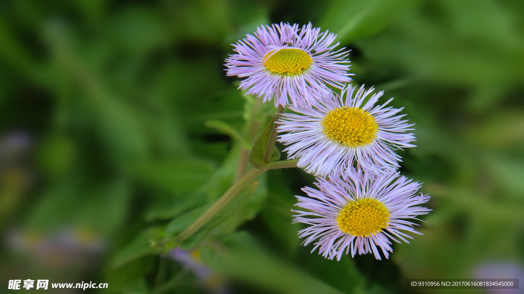 三朵菊花