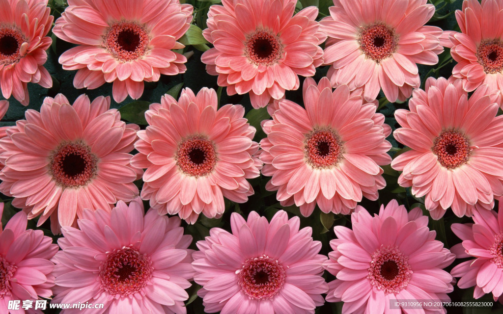 花卉