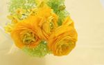 黄色花卉