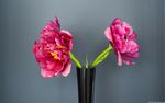 花卉