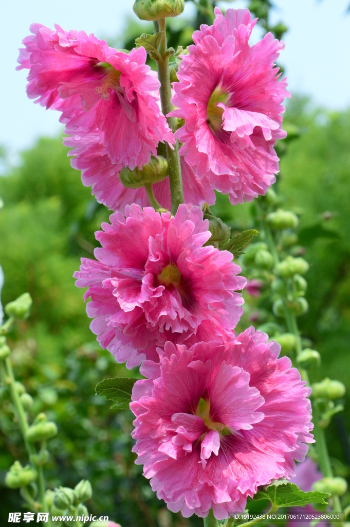蜀葵