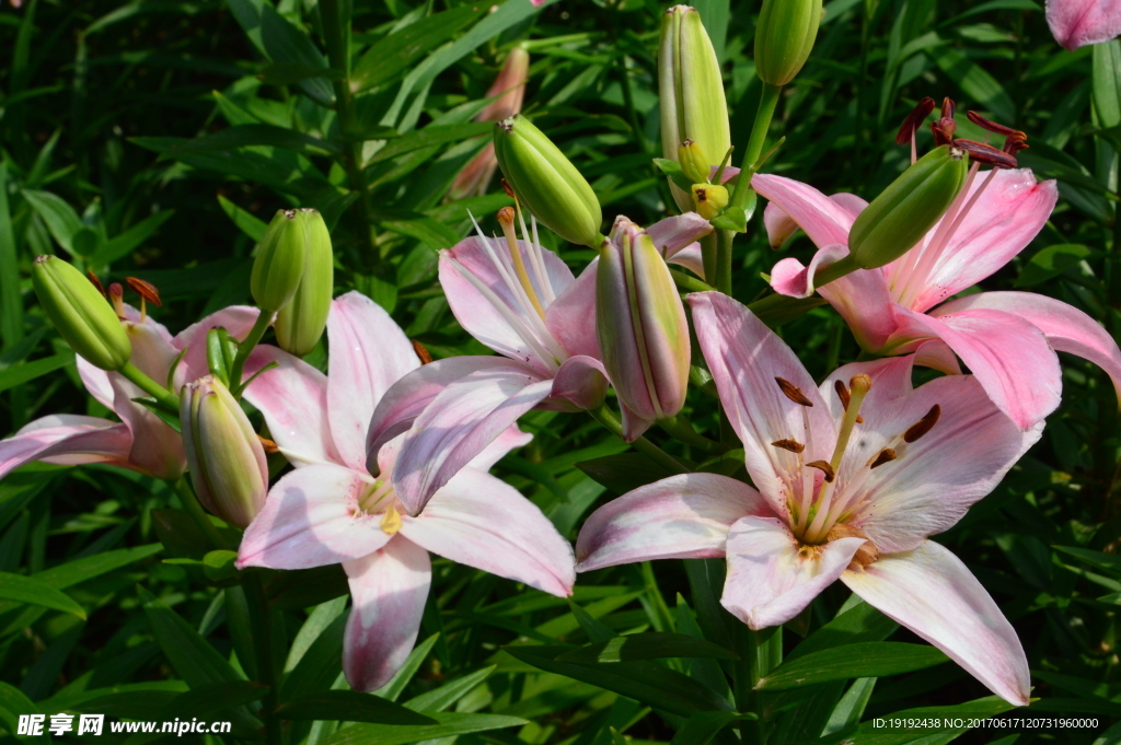 百合花