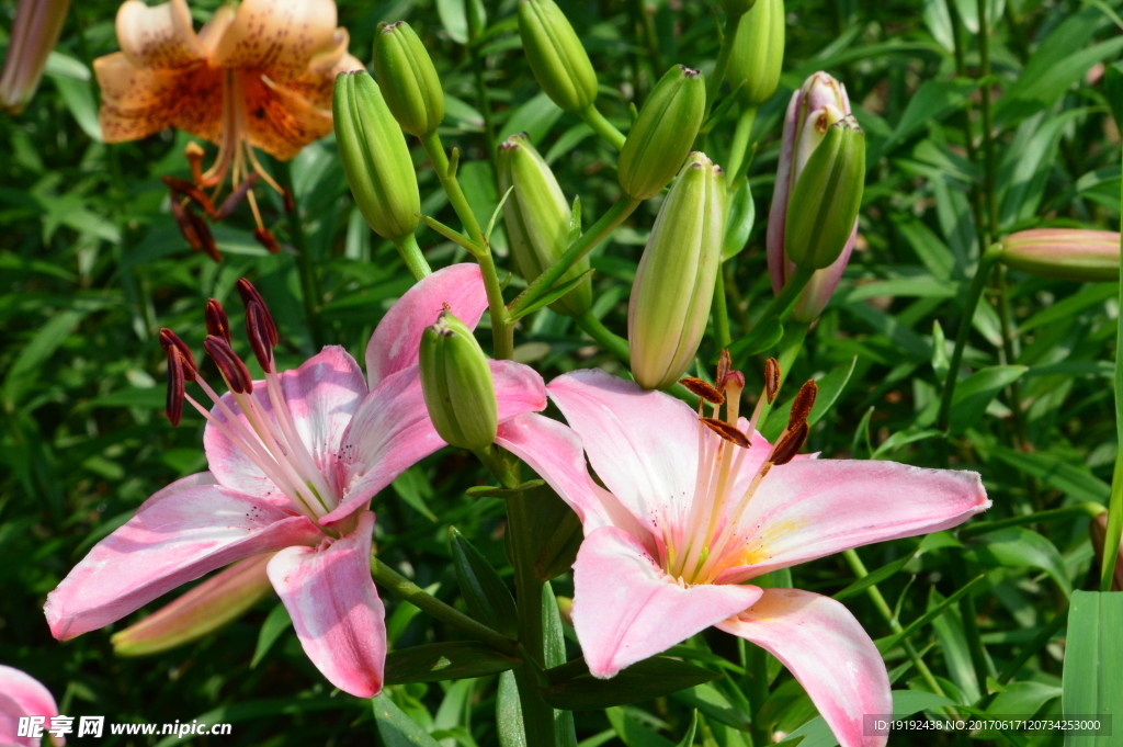 百合花