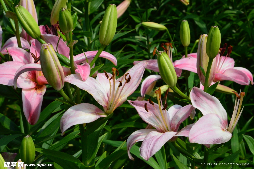 百合花
