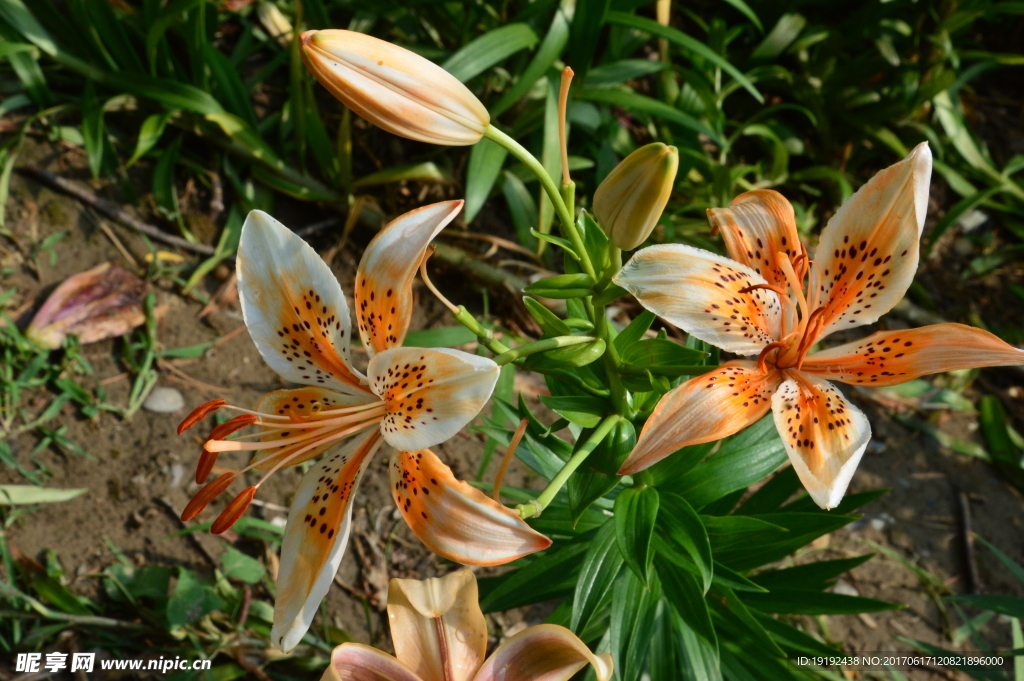 百合花