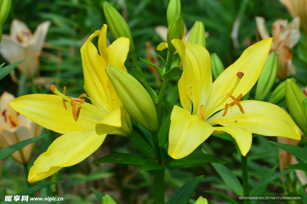 百合花