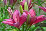百合花