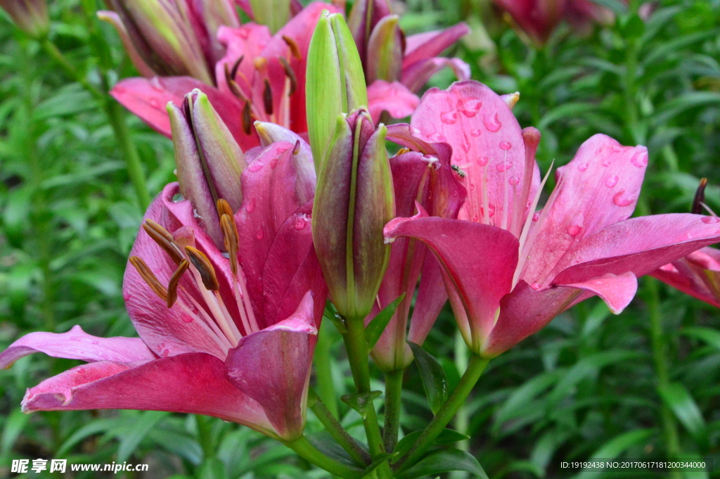 百合花