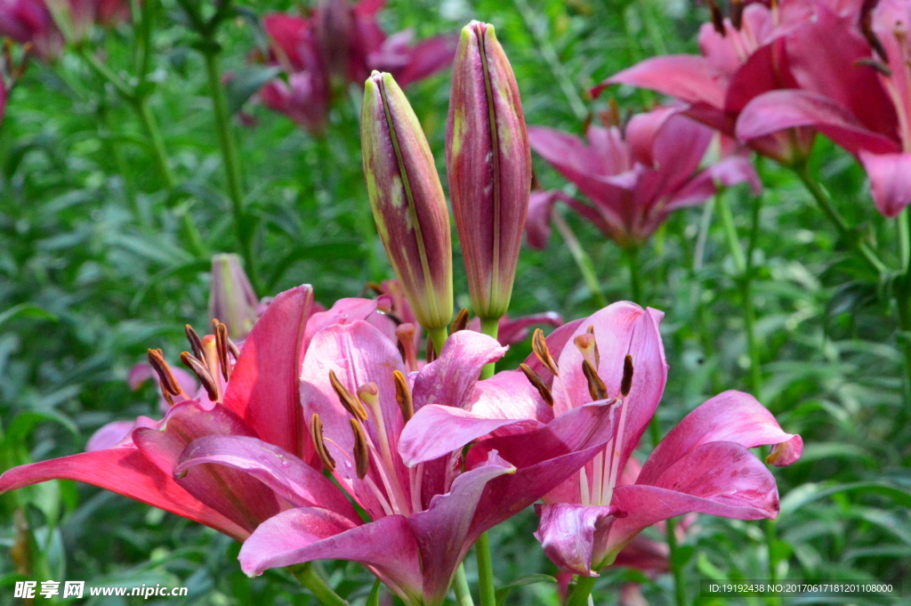 百合花