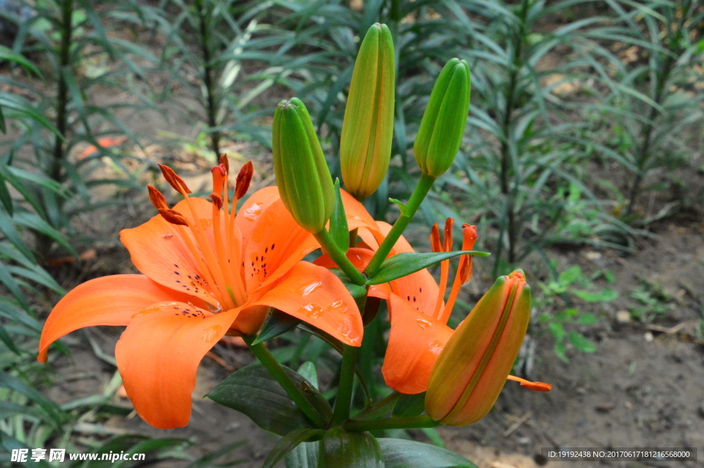 百合花