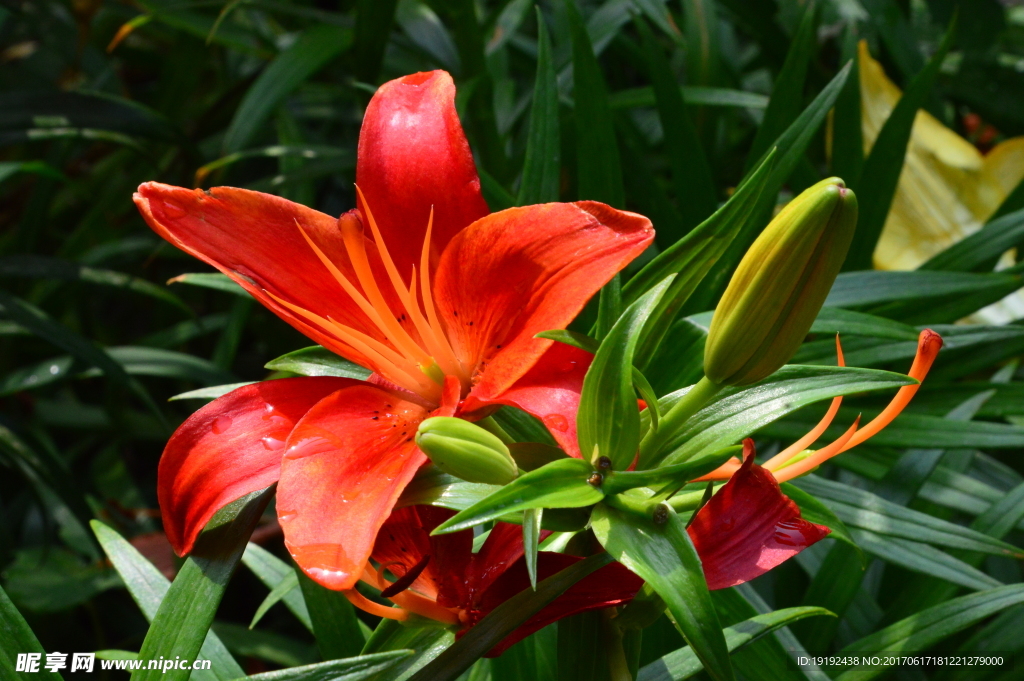 百合花