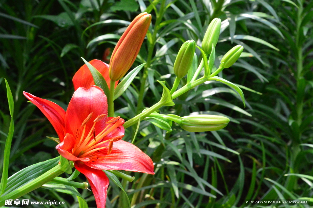 百合花