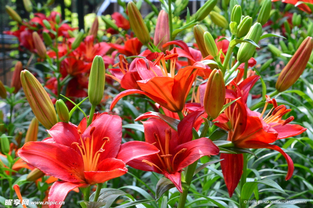 百合花