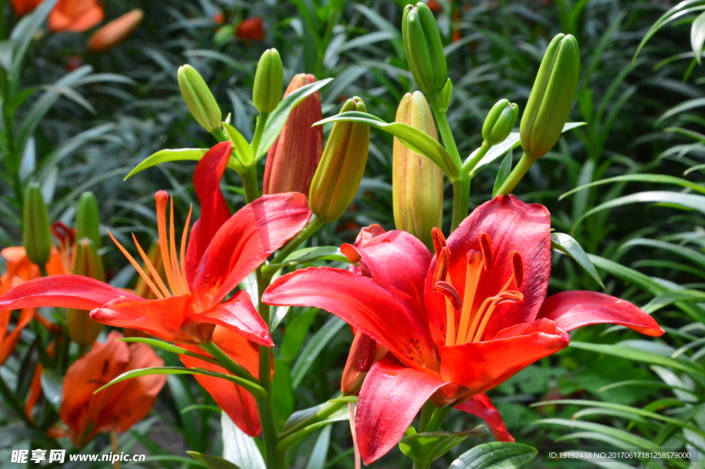 百合花