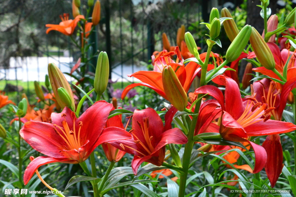 百合花