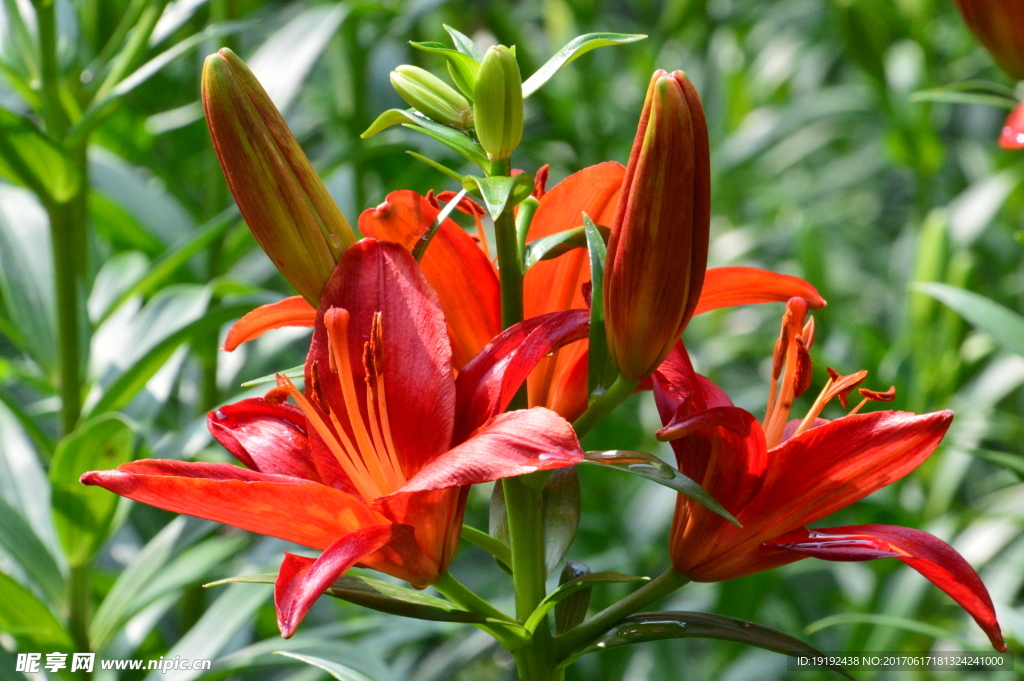 百合花