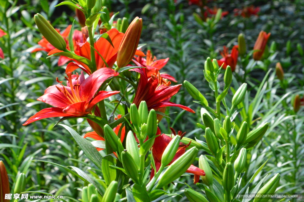 百合花