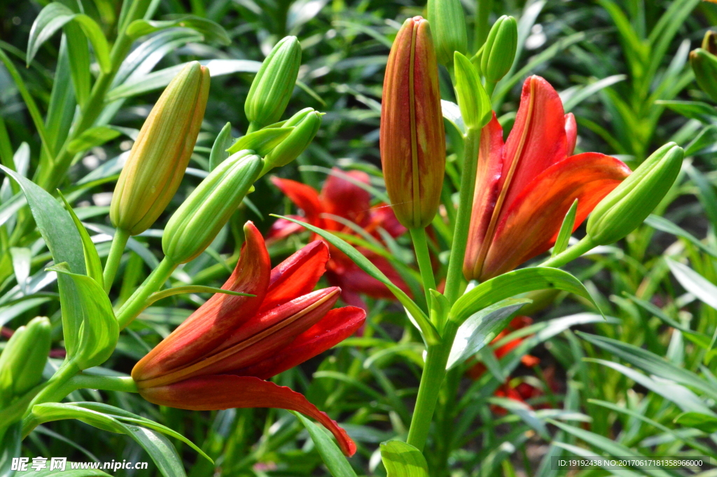 百合花