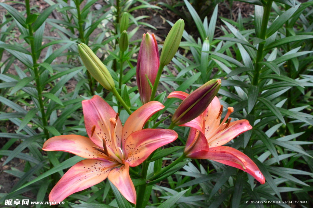 百合花