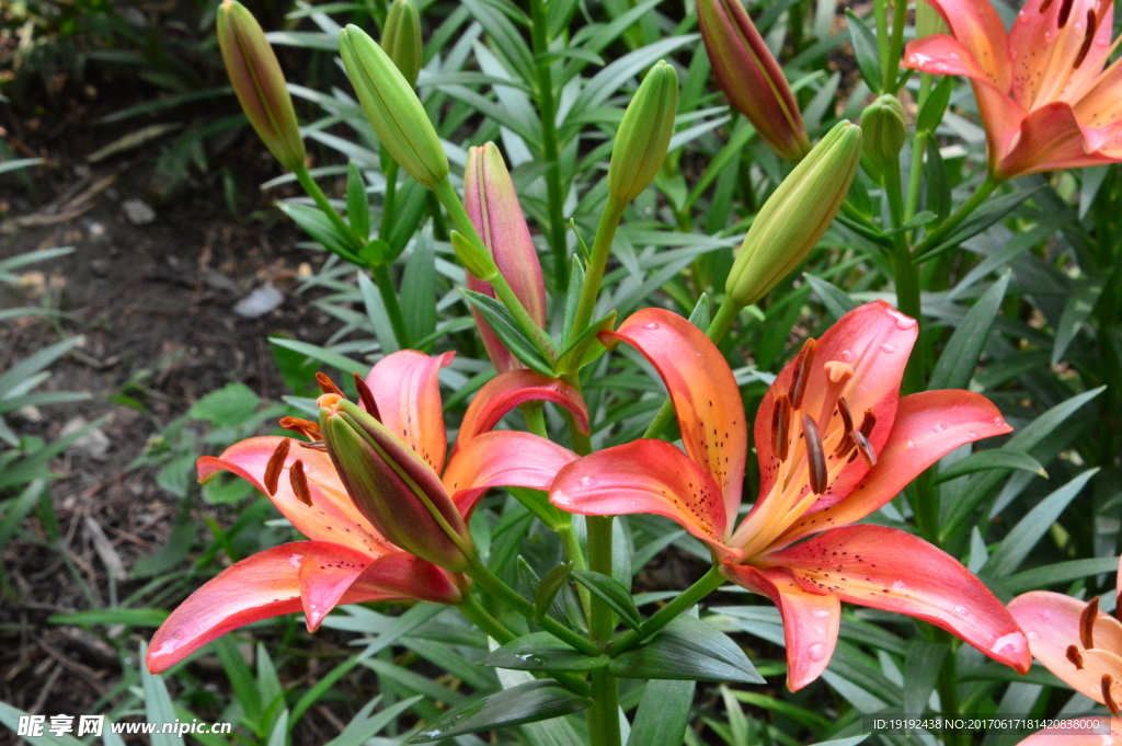 百合花