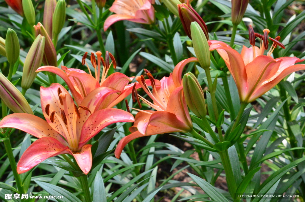 百合花