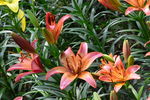 百合花
