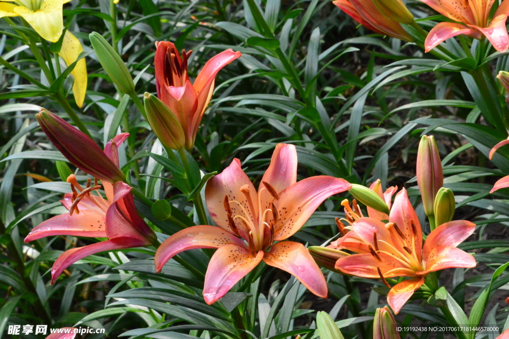 百合花