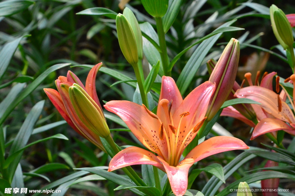 百合花