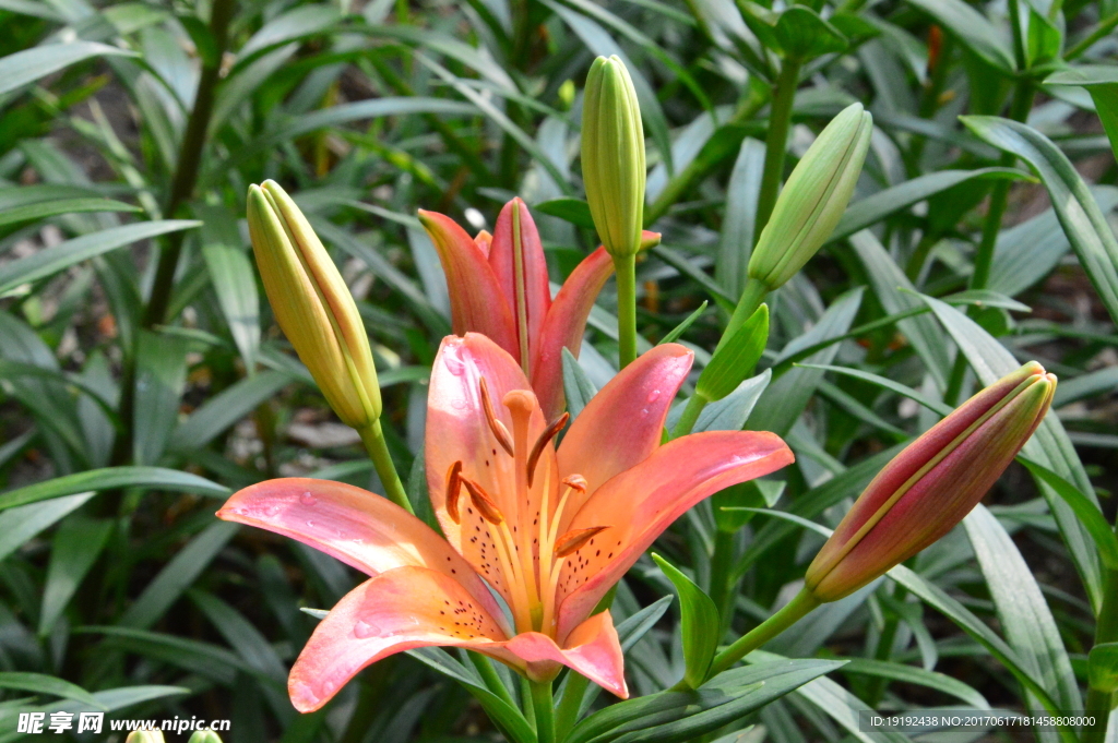 百合花