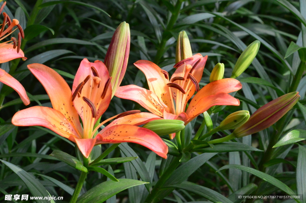 百合花
