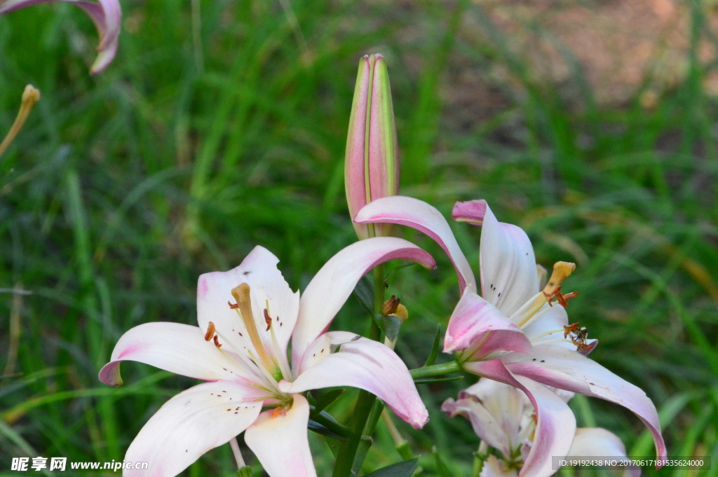 百合花