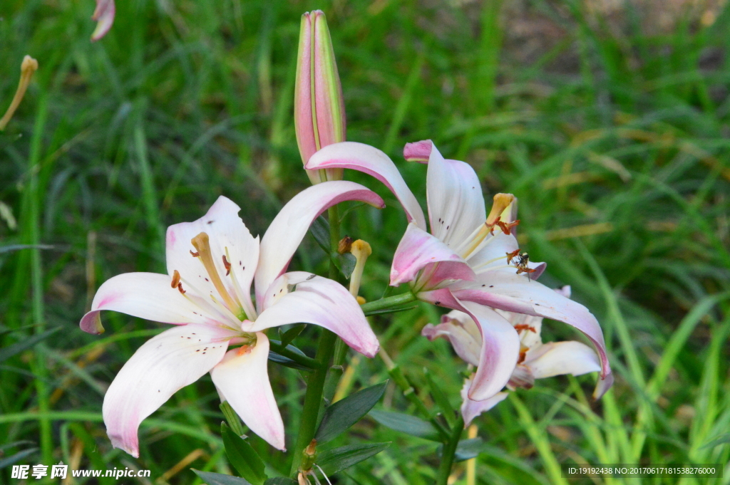 百合花
