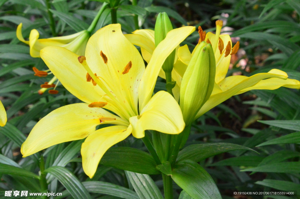 百合花