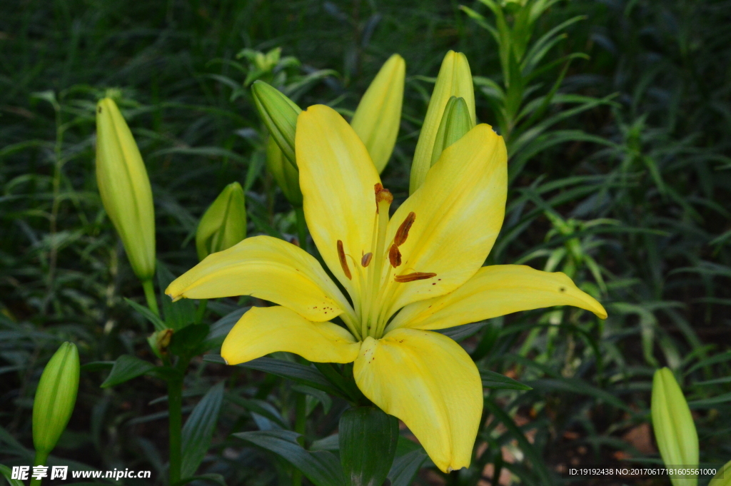 百合花