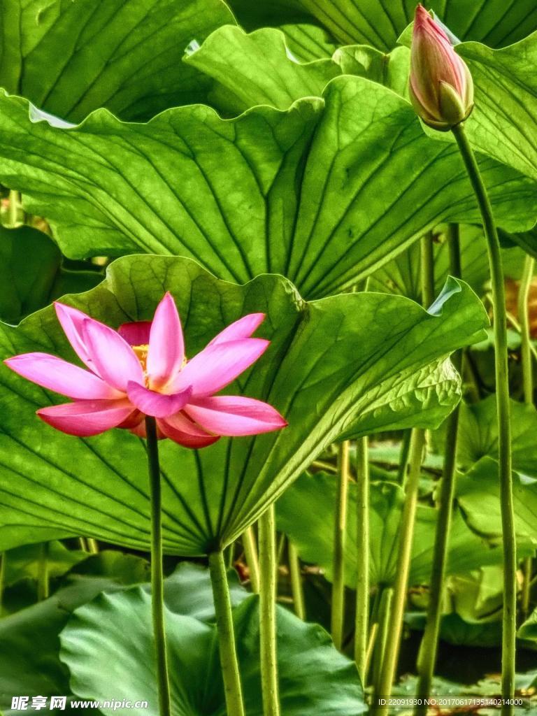 荷花